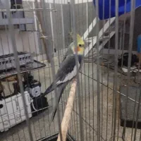 فروش عروس هلندی