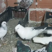 کبوتر طوقی فقط|پرنده|علیآباد کتول, |دیوار