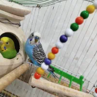 مرغ عشق جفت|پرنده|سراوان, |دیوار