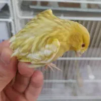 قناری فائو و برنو