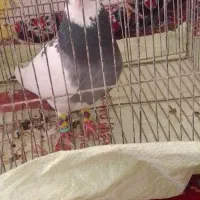 گفتی فروش|پرنده|نیشابور, قلعه نو|دیوار