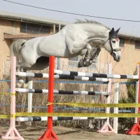 آموزش سوارکاری