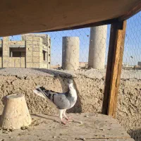 مفلق دمگیر