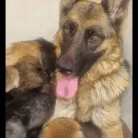 سگ ژرمن اصل