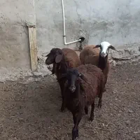 بره ماده افشار
