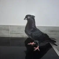 بک جفت زاغ