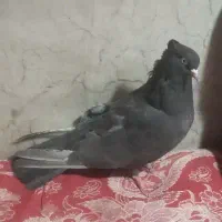 سرکه ای ماده|پرنده|مرودشت, ده بید|دیوار