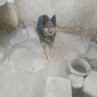 سگ ژرمن شپهر