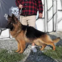 توله ژرمن نر دورنگ شیب استاندار لیبل دار