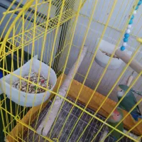 یه جفت طوطی برزیلی|پرنده|دزفول, |دیوار