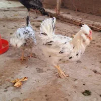 مرغ گلین لری
