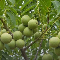 فروش نهال گردو پیوندی