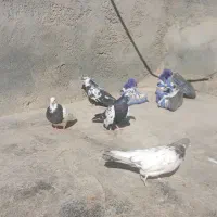 سلام وعرض ادب|پرنده|دهگلان, |دیوار