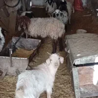 بره و کره دونه ای 12ملیون|حیوانات مزرعه|کرمان, |دیوار