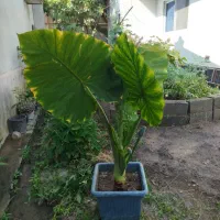 گل بابا آدم