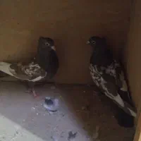 حیوان|پرنده|قوچان, |دیوار