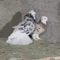 کفتر شازده هما سرور