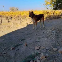 واگذاری سگ|سگ|بردسکن, |دیوار