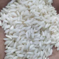 برنج عنبربو شوشتر درجه یک