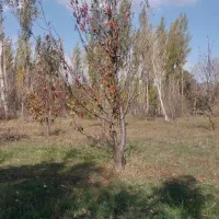 فروش باغ گیلاس در روستای حور|فروش زمین و ملک کلنگی|ویلکیج, |دیوار