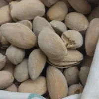 بادام درختی