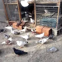 کبوتر غریب شهرستان|پرنده|آمل, |دیوار