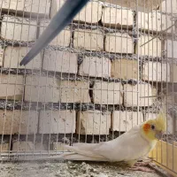 عروس هلندی لوتینو نر