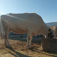 گاو آبستن|حیوانات مزرعه|سیروان, |دیوار