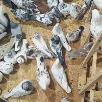 کفتر تهرانی|پرنده|خمینی‌شهر, |دیوار