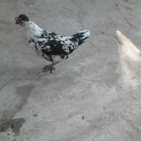 مرغ تخم گذار