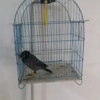 قفس سایز متوسط