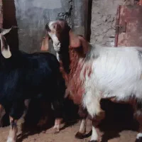 نر بز