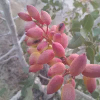 ۶۰ کیلو پسته درجه یک