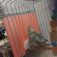 فروش عروس هلندی ماده۳ماهه ومولد ماده|پرنده|الوند, |دیوار