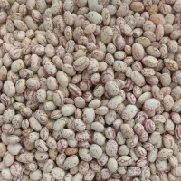 لوبیا چیتی دست چین|خوردنی و آشامیدنی|بهمن صغاد, |دیوار