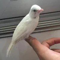 قناری سهره اهوازی و میکس مرغ عشق