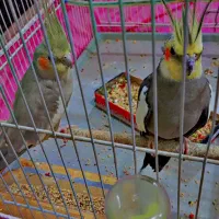 جفت عروس هلندی