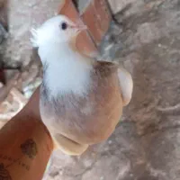 طوقی.‌ زاغ|پرنده|مسجد سلیمان, |دیوار