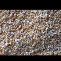 معاوضه با خروس لاری اصیل