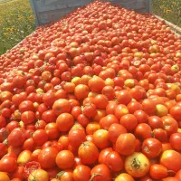 گوجه  ربی  کارون