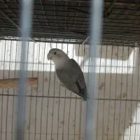 مرغ عشق کوتوله