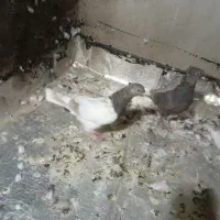 کفتر