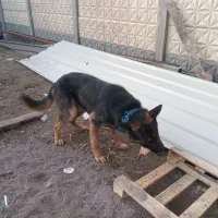 سگ گرگی ژرمن۱۳ ماهه نر جهت معاوضه|سگ|بندر انزلی, پیل علی باغ|دیوار