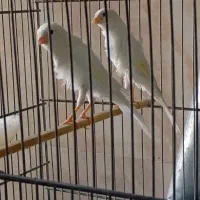 قناری نر قرص کوتاه بلند ریزه خون