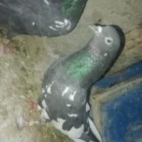 کبوتر|پرنده|دامن, |دیوار