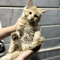 واگذاری گربه|گربه|سقز, |دیوار