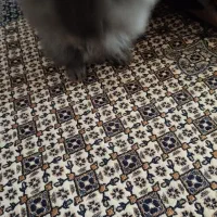 خرگوش لوپ|موش و خرگوش|ارومیه, |دیوار