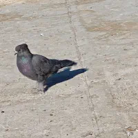 کبوتر فروشی|پرنده|بکتاش, |دیوار