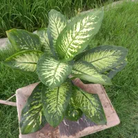 گل دیفن باخیا|گل و گیاه طبیعی|امامزاده عبدالله, |دیوار