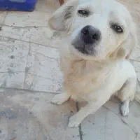 سک پاپی شیتزو|سگ|برخوار, |دیوار